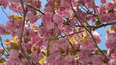 Prunus serrulata