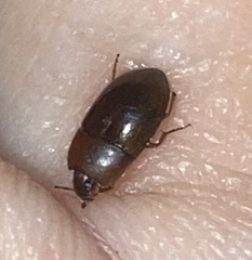 Coleoptera