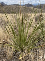 Dasylirion leiophyllum