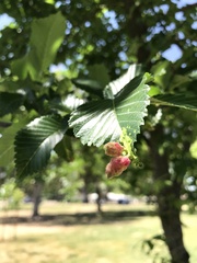 Tetraneura