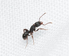 Rhytidoponera victoriae