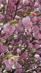 Prunus serrulata