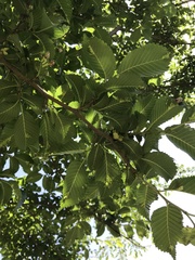 Tetraneura
