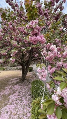 Prunus serrulata
