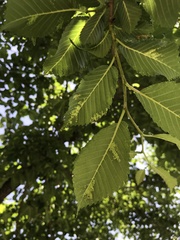 Tetraneura