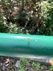 Oecophylla smaragdina