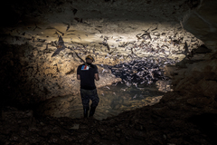 Mormoops blainvillei