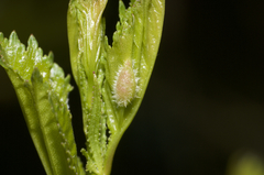 Blaesodiplosis venae