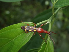 Baryrhynchus poweri