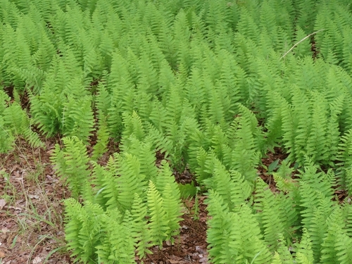 Arthropteris orientalis, photograph 3