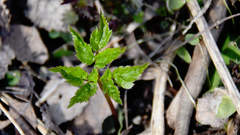 Aegopodium podagraria