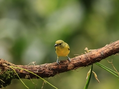 Euphonia laniirostris