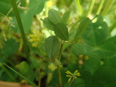 Trifolium dubium