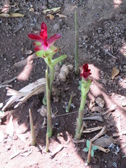 Curcuma zedoaria