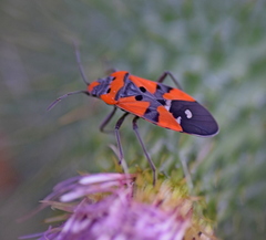 Lygaeus simulans