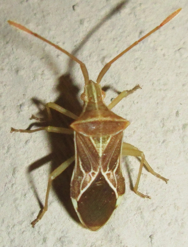Cletoliturus lituripennis