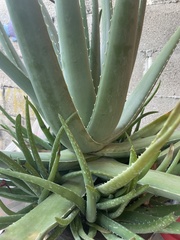 Aloe vera
