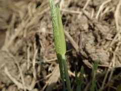 Alopecurus aequalis amurensis