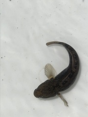 Tridentiger trigonocephalus