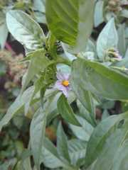 Solanum radicans