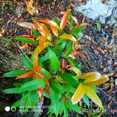 Syzygium myrtifolium