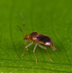 Monalocoris