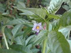 Solanum radicans