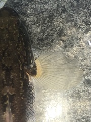 Tridentiger trigonocephalus