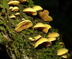 Crepidotus praecipuus image