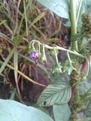 Solanum radicans