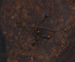 Metrocoris lituratus