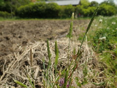 Alopecurus aequalis amurensis