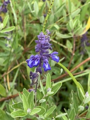 Salvia humboldtiana