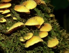 Crepidotus praecipuus image