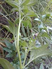 Solanum radicans
