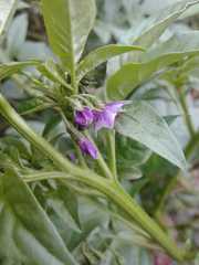 Solanum radicans