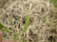 Alopecurus aequalis amurensis