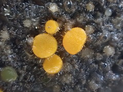 Cheilymenia coprinaria