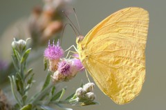 Phoebis agarithe fisheri