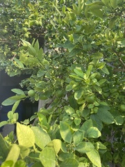 Citrus × aurantiifolia