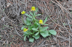 Ranunculus glaberrimus ellipticus