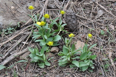 Ranunculus glaberrimus ellipticus