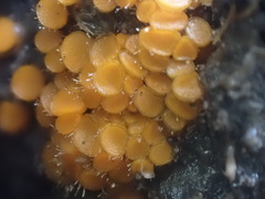 Cheilymenia coprinaria