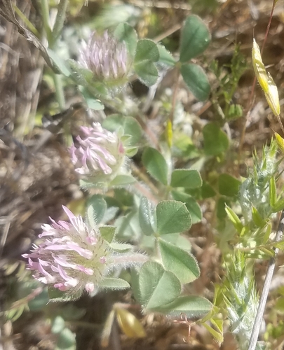 iNaturalist observation photo of Rose Clover