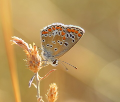 Aricia agestis