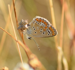 Aricia agestis