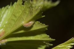 Blaesodiplosis venae