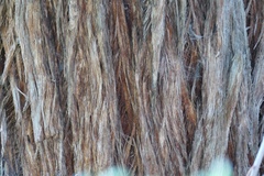 Eucalyptus macrorhyncha