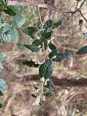 Pomaderris racemosa