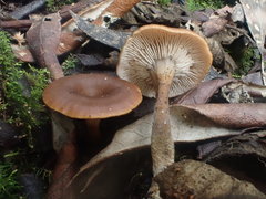 Lentinellus tasmanicus